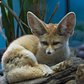 One of two of the male fennec foxes that debuted this week at the Prospect Park Zoo in Brooklyn.