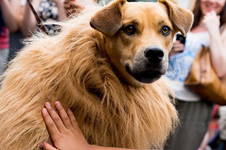 A coat alone is a furry fashion statement.