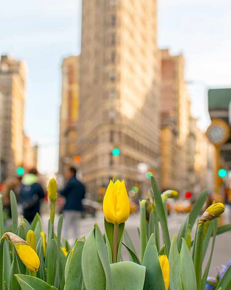 Spring is the season of change. Don't be fooled today!

_
#flatironbuilding #wonderful_places #global_hotshotz #igpodium #topnewyorkphoto #nikonnofilter #igshotz #clickgeardaily #thebest_capture #jaw_dropping_shots #folkcreative #nycprimeshot #igglobalclub #globalcapture #igbest_shotz #newyork_instagram #ig_worldclub #livetravelchannel #photosergereview #awesomeglobe #travelawesome #earthpixco #awesomepix #icapture_nyc #nyloveyou