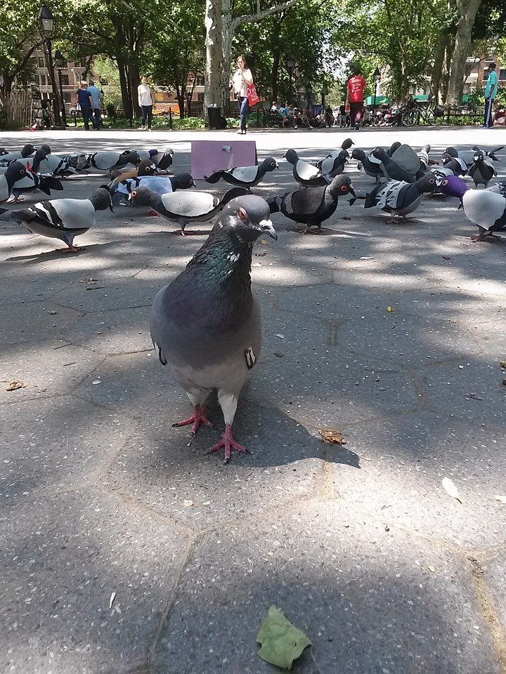 I will be in #Unionsquare tomorrow Wednesday from noon to 6! #Ilovepigeons #iloverats #ilovenature #newartpiecerevealed