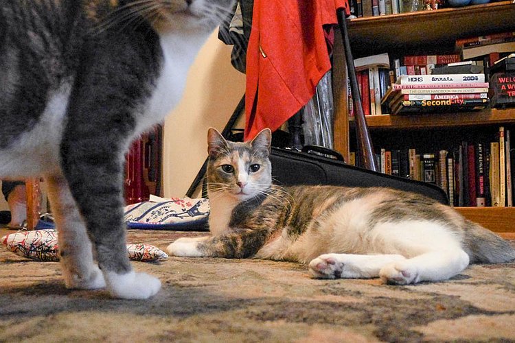 “We’ve been fighting a lot lately. You know, if we were living anywhere else, I’d be able to afford my own place. Our relationship could benefit from some physical distance.“
- Corn & Magoo, Williamsburg