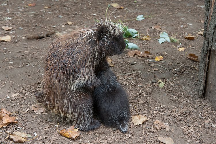 North American Porcupine Born at WCS’s Bronx Zoo