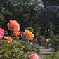 The Peggy Rockefeller Rose Garden