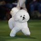 A Bichon Frise is walked in the ring during competition in the Non-Sporting Group at the Westminster show, February 16, 2015.