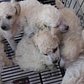 Poodles of Fun: Behind the scenes of breeder