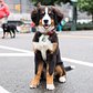 Bleecker, Bernese Mountain Dog (4 m/o), Central Park, New York, NY • "They don't stay small for very long." http://t.co/Jd88VRsVGb