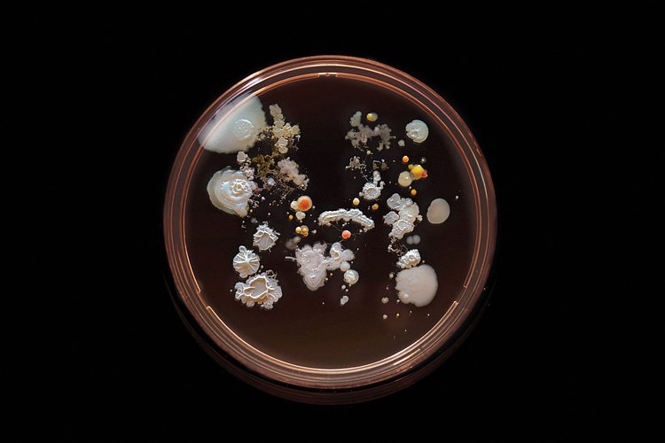 M Train: Contains E. Coli and Bacillus subtilis