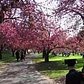 Cherry Blossom Time-lapse at Brooklyn Botanic Garden