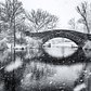 Snowing, Central Park | NYC