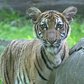 Bronx Zoo Malayan Tiger Cubs on Exhibit