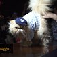 2016 Algonquin Hotel Cat Party and Fashion Show