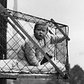 A Brief and Bizarre History of the Baby Cage