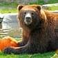 While you're strolling through the zoo, keep an eye out for our big bears enjoying big pumpkins! http://t.co/NiymRlliLY