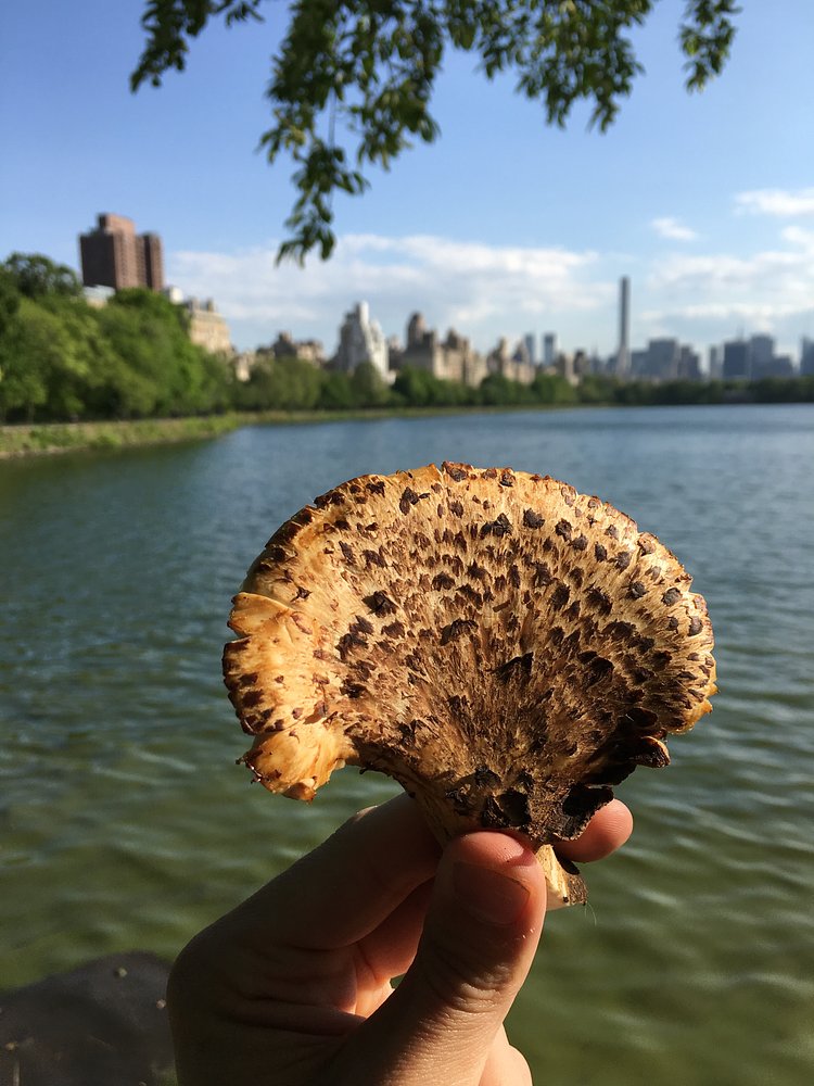 Pheasant back--May 2015