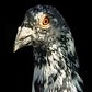 The New York Pigeon: Behind the Feathers