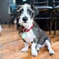 Lafitte, Jack Russell Terrier mix (10 m/o), Puppy Prom, Brooklyn, NY @lafitte_antonoff http://t.co/Q6OBjX1MjL