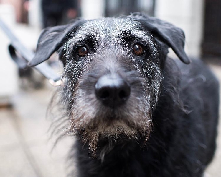 Spirit, mix (11 y/o), 8th & Greene St., New York, NY • "He's very calm."