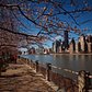 Spring Blooms on Cherry Tree Walk - A Hyperlapse on Roosevelt Island