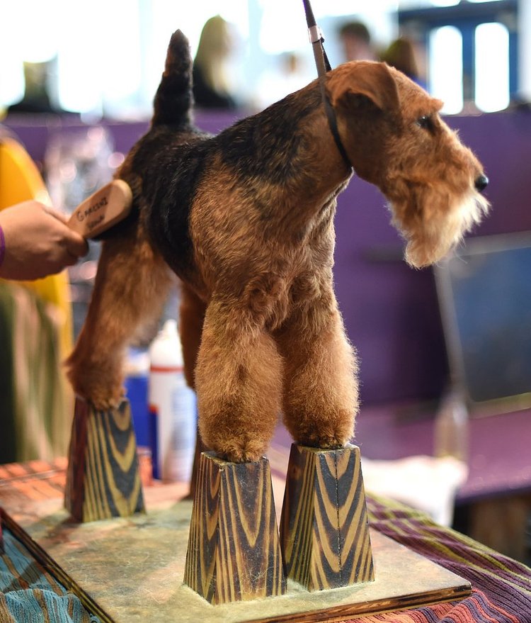 A Welsh Terrier stands on blocks during grooming in the benching area around Pier 92 and Pier 94 in New York City on the second day of competition at annual Westminster show, February 17, 2015.