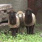 They're Baaaack! Sheep Take Up Residence At NYC Church