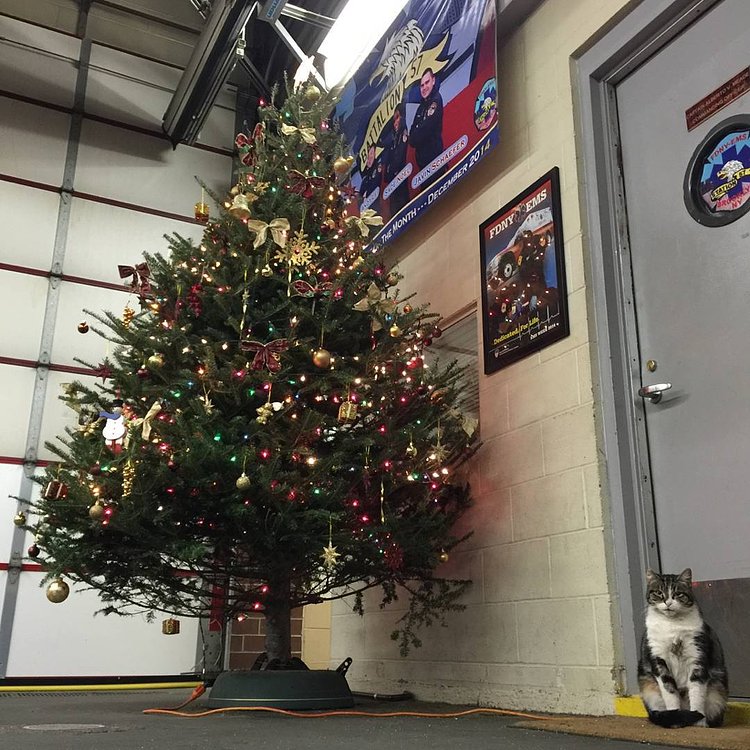 Today was our first annual Station 57 Toy Drive and the miniature humans got lots of presents but they left the best toys on the tree! For me. #busynightahead #liberatethetoys  #toysforkiller #christmastree #thiswillbearegulartreeintheam  #toydrive #station57 #ornamentfree57 #cats #catsandchristmastrees #cat #catsofinstagram #tabby #tabbiesofinstagram #fdny #fdnyems #tabbycats #stationcat #workingcats #catsatwork