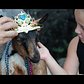 Goat beauty pageant at Fort Wadsworth, Staten Island