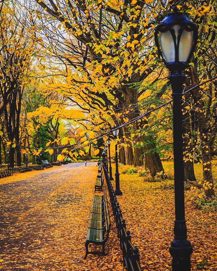 The early bird gets @centralparknyc all to themselves 🍂🍁🍃
