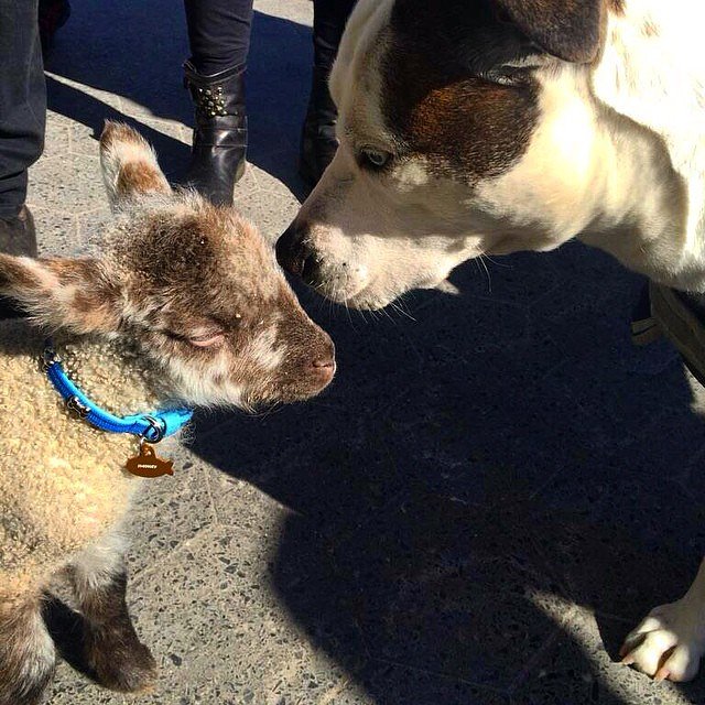 Friends Furever.... or until the pup smells a delicious imposter #friendsfurever #smokey #lamb in the big city #unionsquare #farmersmarket #blacktreenyc #local #farmtotable #farmtocity #cityslicker 🐶🌃🐑
