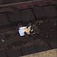 Pack of rats at NYC subway