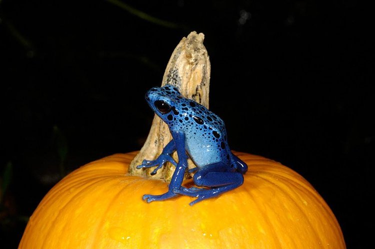 Keep your eyes peeled for animal enrichments around World of Reptiles today! http://t.co/zXYW93SRfe