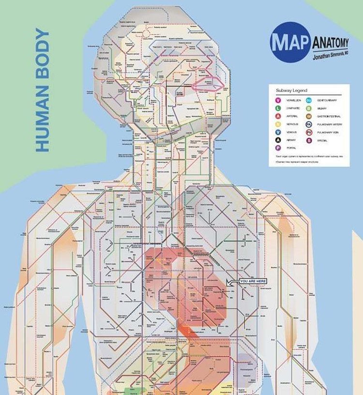 Poster - NYC style map of the entire human body (a schematic done in the style of the NYC subway)