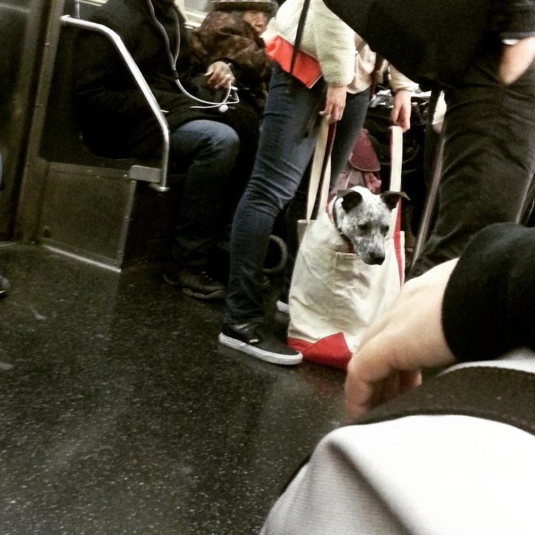 I should start a collection of ways people transport their dogs on the subway. #1: Large dog in tote bag http://t.co/2lWxQdhynO