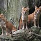 Adorable! Bronx Zoo debuts pack of endandgered fox-like wild dogs