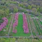 Above New York: Cherry Blossoms at Brooklyn Botanic Garden