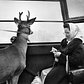 Dec. 3, 1977: The view from the Roosevelt Island tram was enchanting for one passenger, ho-hum for another. Also ho-hum: that the other passenger happened to be a reindeer.