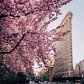 Madison Square Park and Flatiron Building, Manhattan