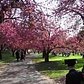 Cherry Blossom Time-lapse at Brooklyn Botanic Garden