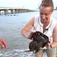 Living Dinosaurs: Horseshoe Crabs in NY
