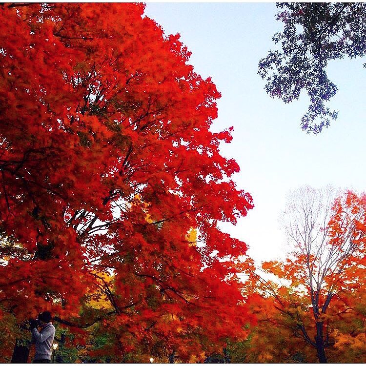 Exploring this beautiful city I live in 🍁