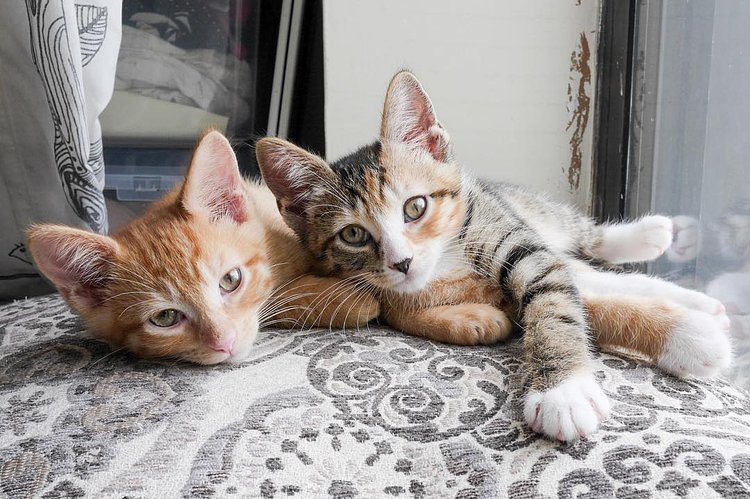 “We’ve been at this place a few days now. The other cats here are kind of territorial, and at first they were standoffish, but once we agreed to not go near their wet food, or the ledge near the air conditioner, everything was fine.”
- Rose & Charlie, Ridgewood Queens
(We’re fostering these two. If you think you can give them a forever home, email adopt@kittykind.org directly!)