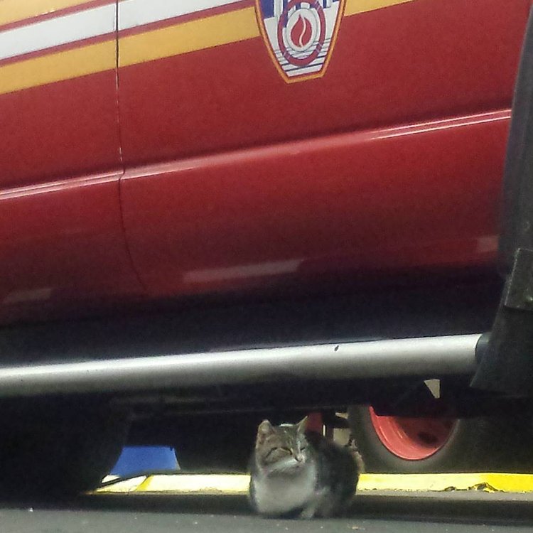 These 'shorter' days aren't short enough. It won't affect my nap schedule, though. #canyoudosomethingwiththoseclocksagain #shorterdays #naps #winterscoming #nocturnal #wintercantcomesoonenough #napschedule #cats #nocturnalcats #catsofinstagram #kitty #fdnyems #station57 #stationcat #workingcats #catsatwork #brooklyncats #ambulance #sleepykitty #nightkitty