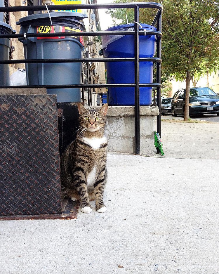 “I’ll tell you this much – I’m not like most cats. I sleep most of the day, I get crazy at night, and I’m only really nice to people when I want affection or food.”
- Pepper, Ridgewood