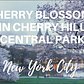 Yoshino Cherry Blossoms in CHERRY HILL Central Park, New York City (Spring 2022)