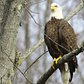 Recent photo of one of the bald eagles nesting in Staten Island