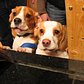Beagle puppies at the counter | From January. These two puppies came for Sunday brunch at the Three Dog Bakery. 