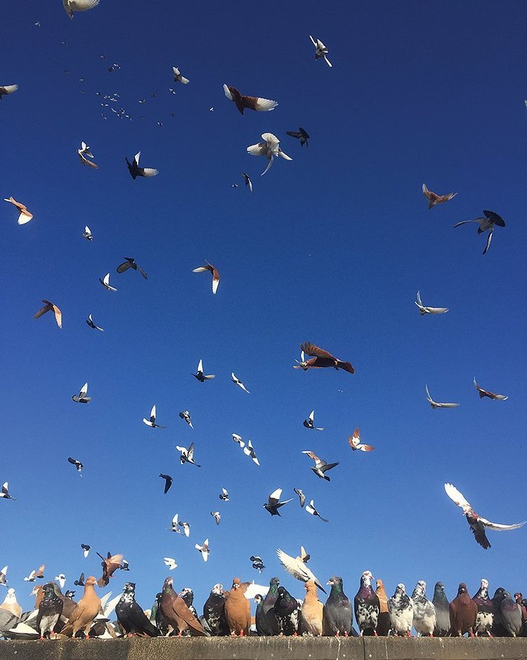 The New York Pigeon: Behind the Feathers
