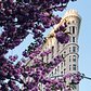 Flatiron Building, New York, New York