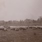 Sheep In Brooklyn's Prospect Park, 1901