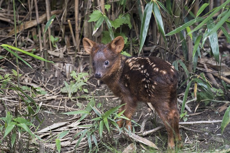 WCS’s Queens Zoo Welcomes Pudu Fawn