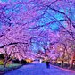 Someday I will walk
Under the soul-blossom tree
With my hand eternally woven in yours.
- Sanober Khan
.
04.03.16
Earlier tonight at blue hour, hunching against the cold but marveling at the lovely cherry blossoms along the reservoir bridle path at Central Park, New York City 🌸🌸
#centralparkbloomwatch2016
.
🏆 Featured in these wonderful hubs, thank you so much! 🙏🙏
🔸@nyloveyou
🔸@newyorkster
.
#artofvisuals #awesome_photographers #freedomthinkers #fantastic_shotzs #globalcapture #gottolove_this #greatest_shots #IGersUSA #igpowerclub #ig_myshot #igrecommend #insta_worldz #igworldglobal #ig_great_shots #ig_unitedstates #igglobalwomenclub #main_vision #phototag_it #super_americas #splendid_shotz #waycoolshots #weekly_feature #gotd_1169
